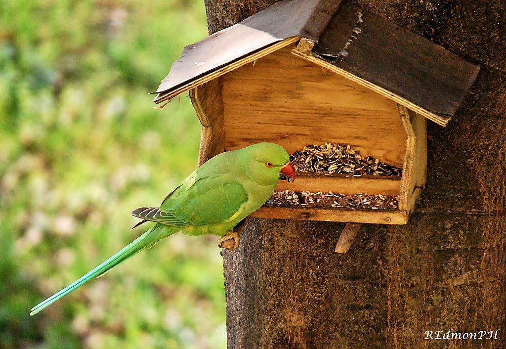 Ospite alla mia mangiatoia